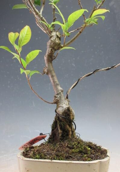 Amazon | 盆栽 実付き！ウメモドキの盆栽 メス木（10002160）【現品